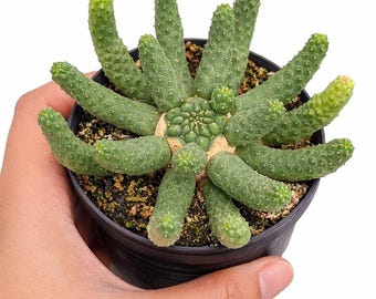 4" Euphorbia Inermis, Planta Euphorbia