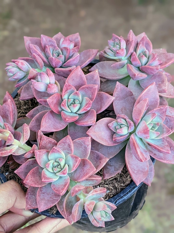 planters for succulents Succulent Planter With Saucer
