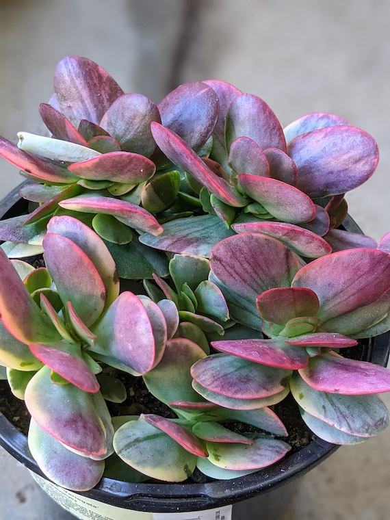Crassula Platyphylla Variegata, Variegated Succulent,colorful Succulent  Live Plant - Etsy