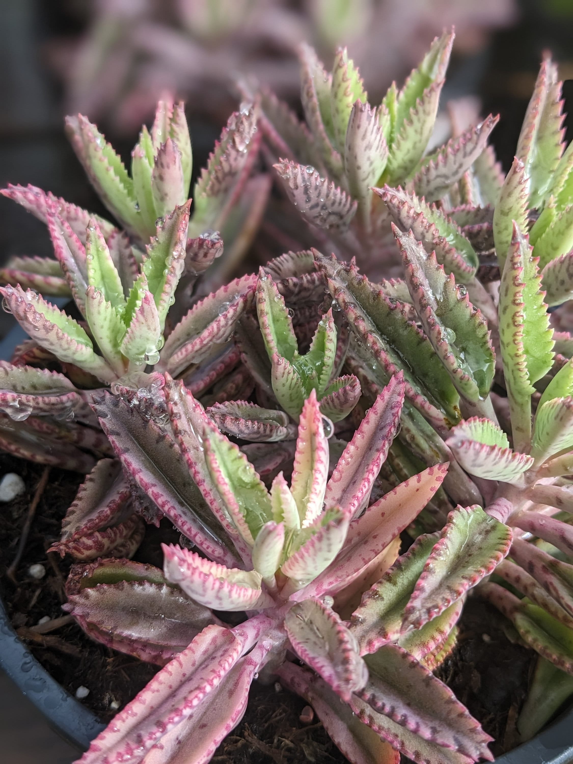 Kalanchoe Pink Butterfly Rare Succulent Variegated Etsy