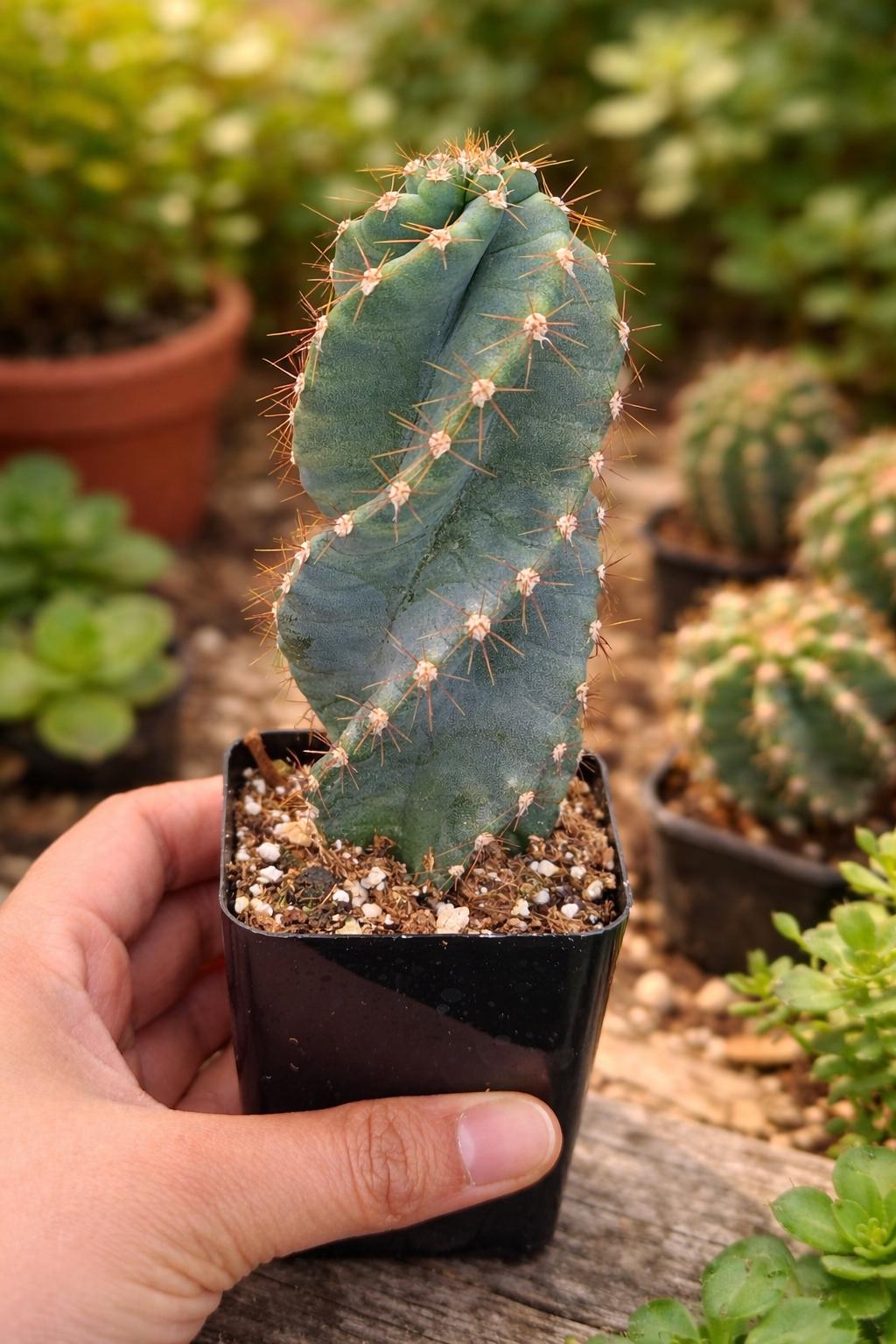 Cereus Forbesii Spiralis Cactus, Twisted Accent Plant - Etsy