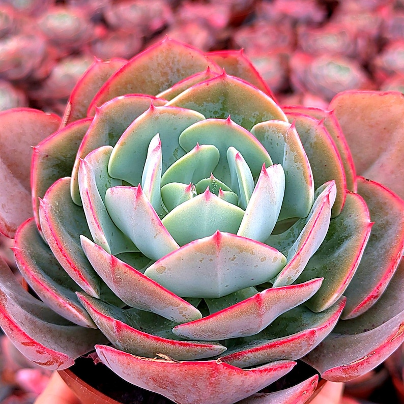 SucculentSelection Echeveria Muesli - Thumbnail 2