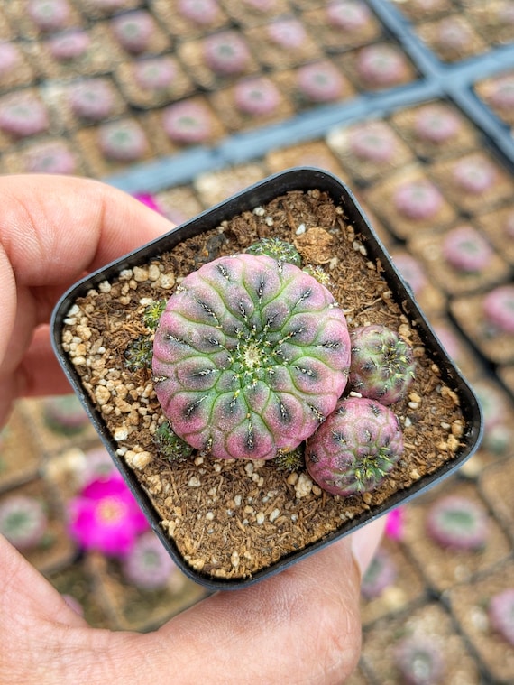 Sulcorebutia Rauschii Violacidermis Cactus, Rare Live Cactus Plant, Small  Cactus, House Plant, Succulent - Etsy