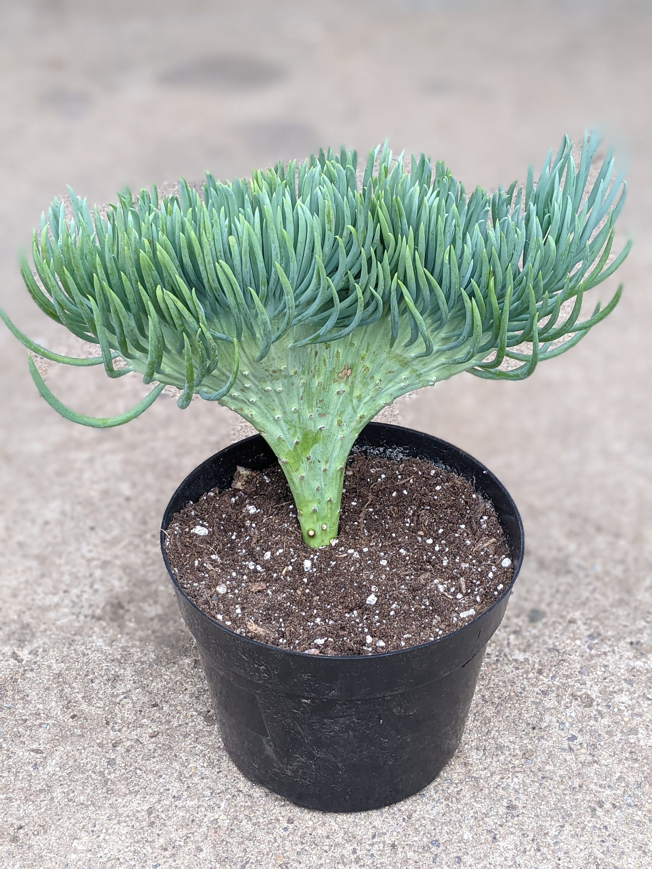 Mermaid Tail Succulent CRESTED Senecio Vitalis rare plant Etsy