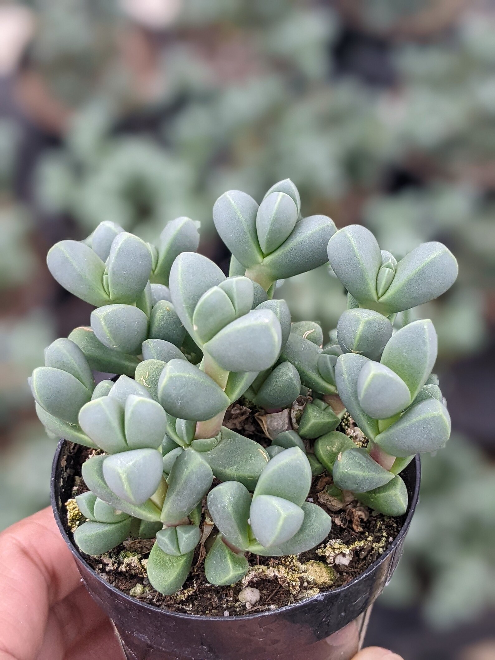 Potted Beads Lampranthus Mimicrybraunsia Maximiliani - Etsy