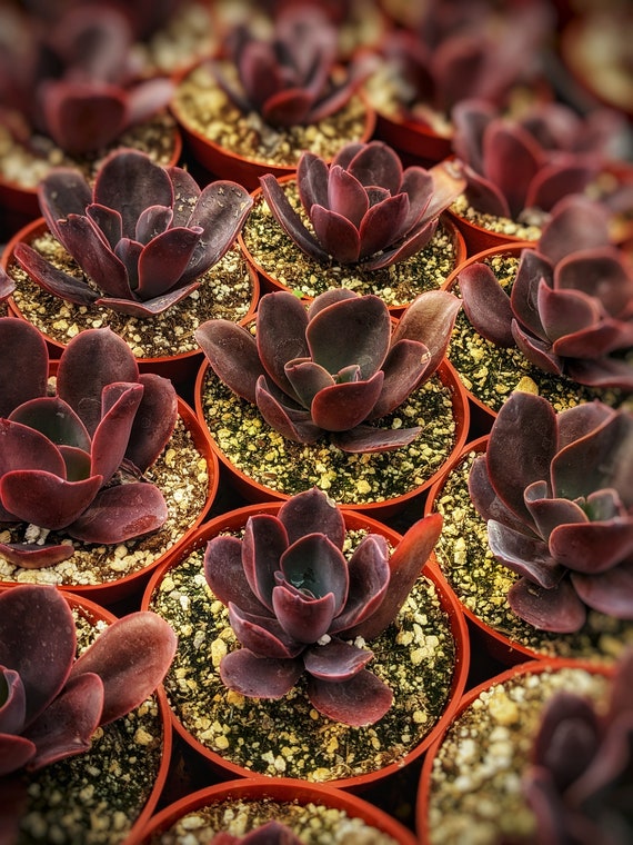 echeveria クラシックフレンチトラウザー ブラック Echeveria Hortencia Succulent, Dark Rare Plant - Etsy