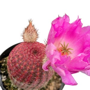 Rainbow Cactus, Rainbow hedgehog, pink cactus,echinocereus rigidissimus,live plant,cactus plant,house plant, indoor succulent