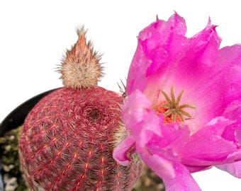Rainbow Hedgehog Cactus: Echinocereus Rigidissimus Live Plant