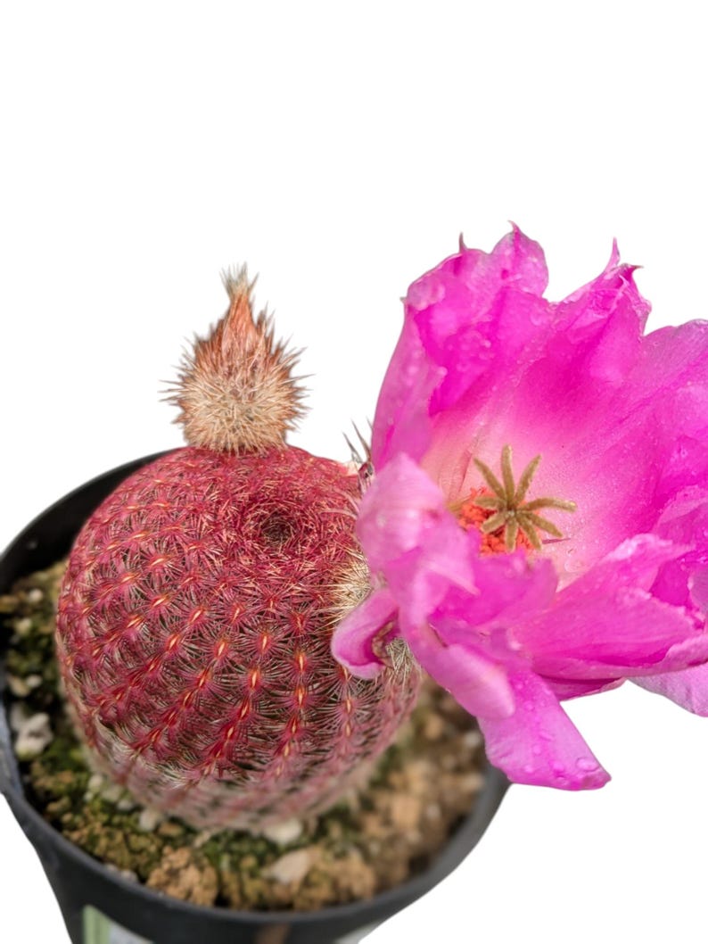 Rainbow Hedgehog Cactus: Echinocereus Rigidissimus Live Plant - Thumbnail 4
