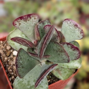 Adromischus triflorus calico hearts, Rare plant, Live plant, succulent plants