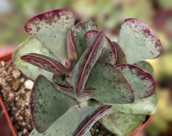 Adromischus triflorus calico hearts, Rare plant, Live plant, succulent plants