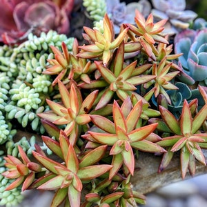 3.5" sedum firestorm, sedum adolphi, yellow orange succulent, drought tolerant succulent, succulent selection