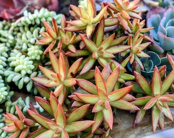 3.5" sedum firestorm, sedum adolphi, yellow orange succulent, drought tolerant succulent, succulent selection