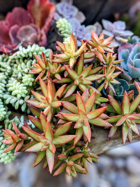 3.5" Sedum Firestorm Succulent: Yellow Orange Drought Tolerant Plant - Etsy
