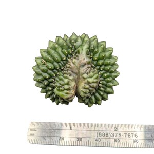 Crested Gymnocalycium Inermis, thornless cactus, Spineless cactus, Live Cactus plant, live cactus, gymnocalycium plant