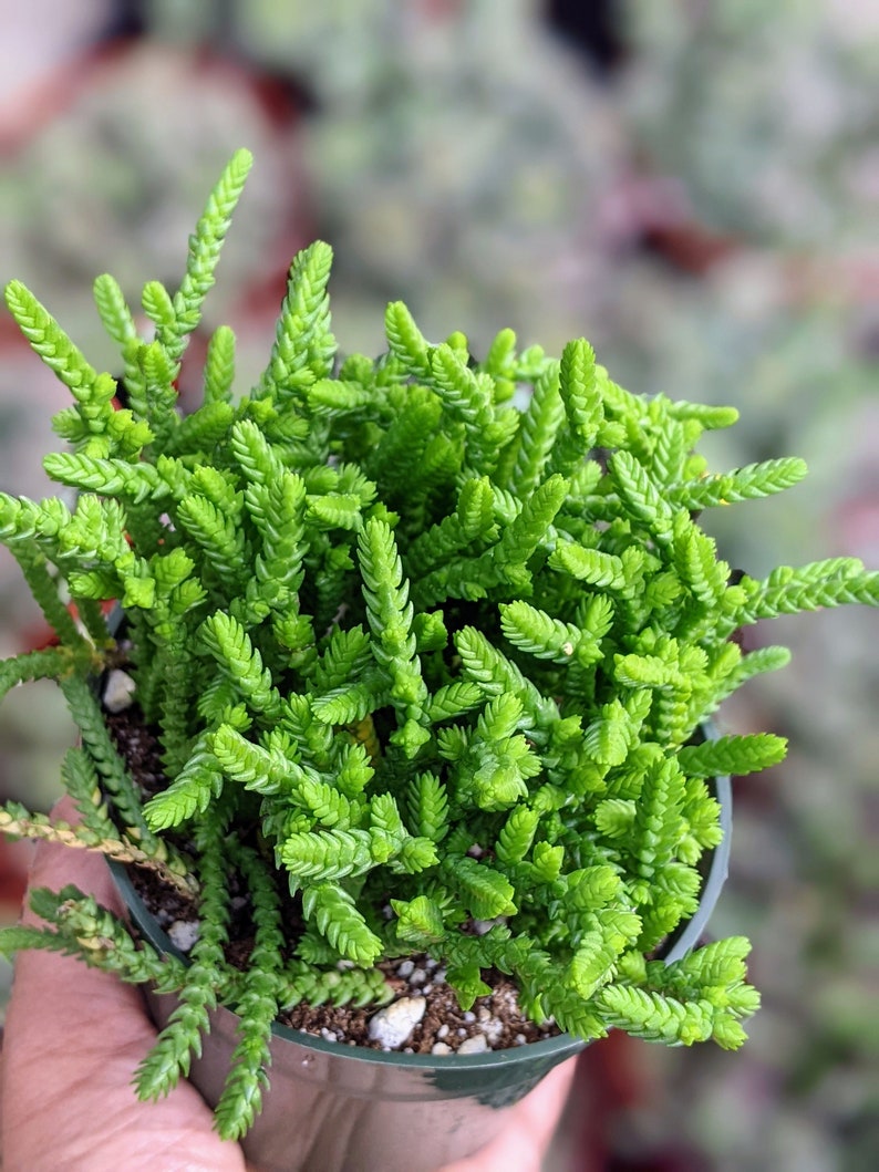 3.5 potted Crassula muscosa Watch Chain, Princess Pine,live plant, house plant, live succulent image 1