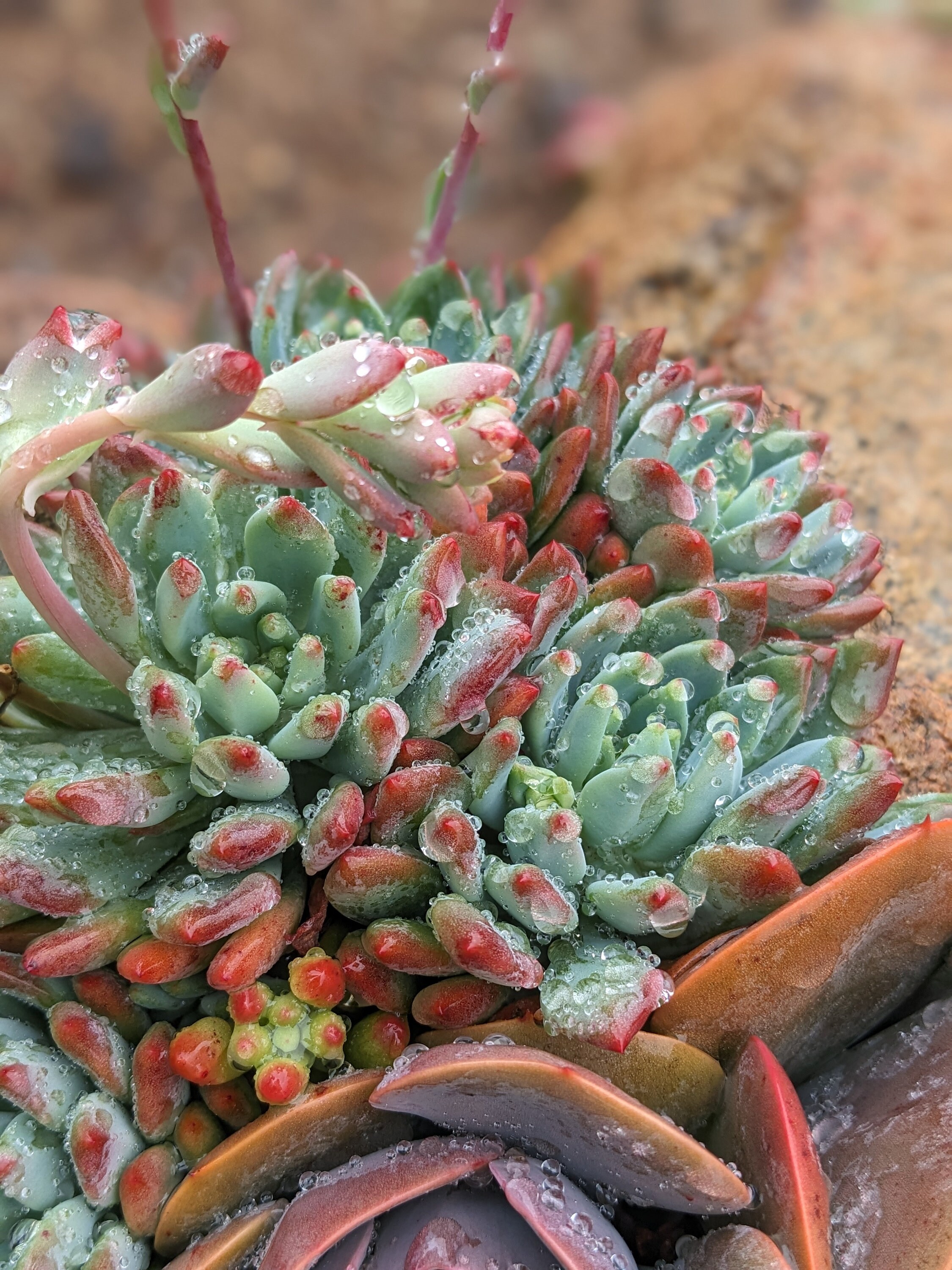 T. Succulent Form × Nizanda ＋ T. Icy Elf T. Succulent Form × Nizanda ＋ T. Icy Elf（Sedeveria 'Blue