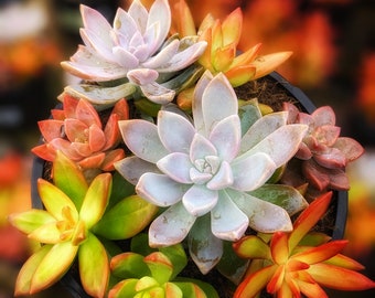 Colorful succulent mix, bright succulent, live succulent plant, diy arrangement