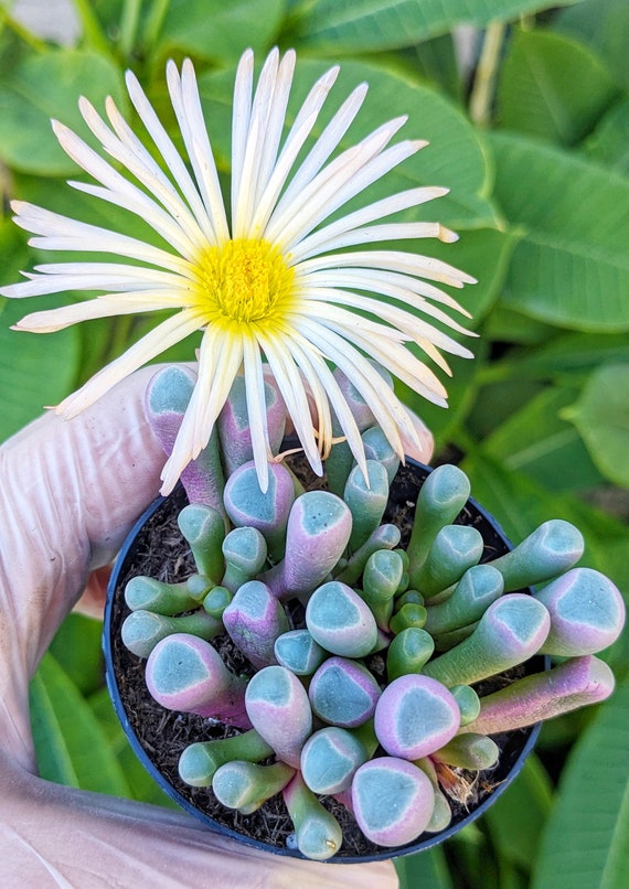 Baby Toes Succulent: Potted Fenestraria Aurantiaca Mimicry Plant - Etsy