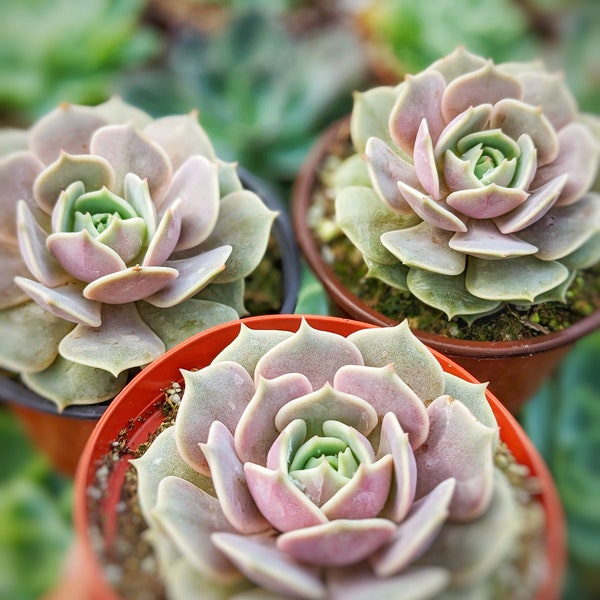 Echeveria Lola 3 pack SALE