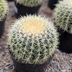 Golden Barrel Cactus plant, Echinocactus Grusonii Cactus, cactus collection,  Terrariums or Landscaping, cactus plant