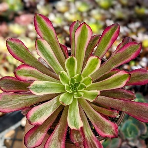 4" Aeonium mardi gras , rosette, pink succulent, rare succulent,colorful succulent,aeonium collection, aeonium plant