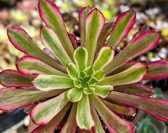 4" Aeonium mardi gras , rosette, pink succulent, rare succulent,colorful succulent,aeonium collection, aeonium plant
