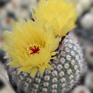 Silver Ball Cluster Cactus, Parodia Scopa,Live Cactus Plant,Succulent,Indoor Plant,House Plant image 2