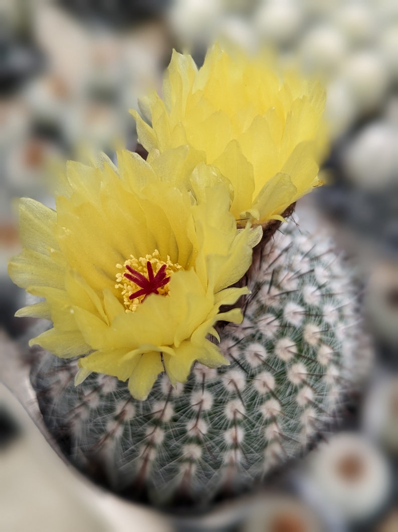 Silver Ball Cluster Cactus, Parodia Scopa,Live Cactus Plant,Succulent,Indoor Plant,House Plant image 2