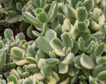 2.5" Cotyledon tomentosa bears paw Succulent, bear paw succulent,variegated, rare succulent