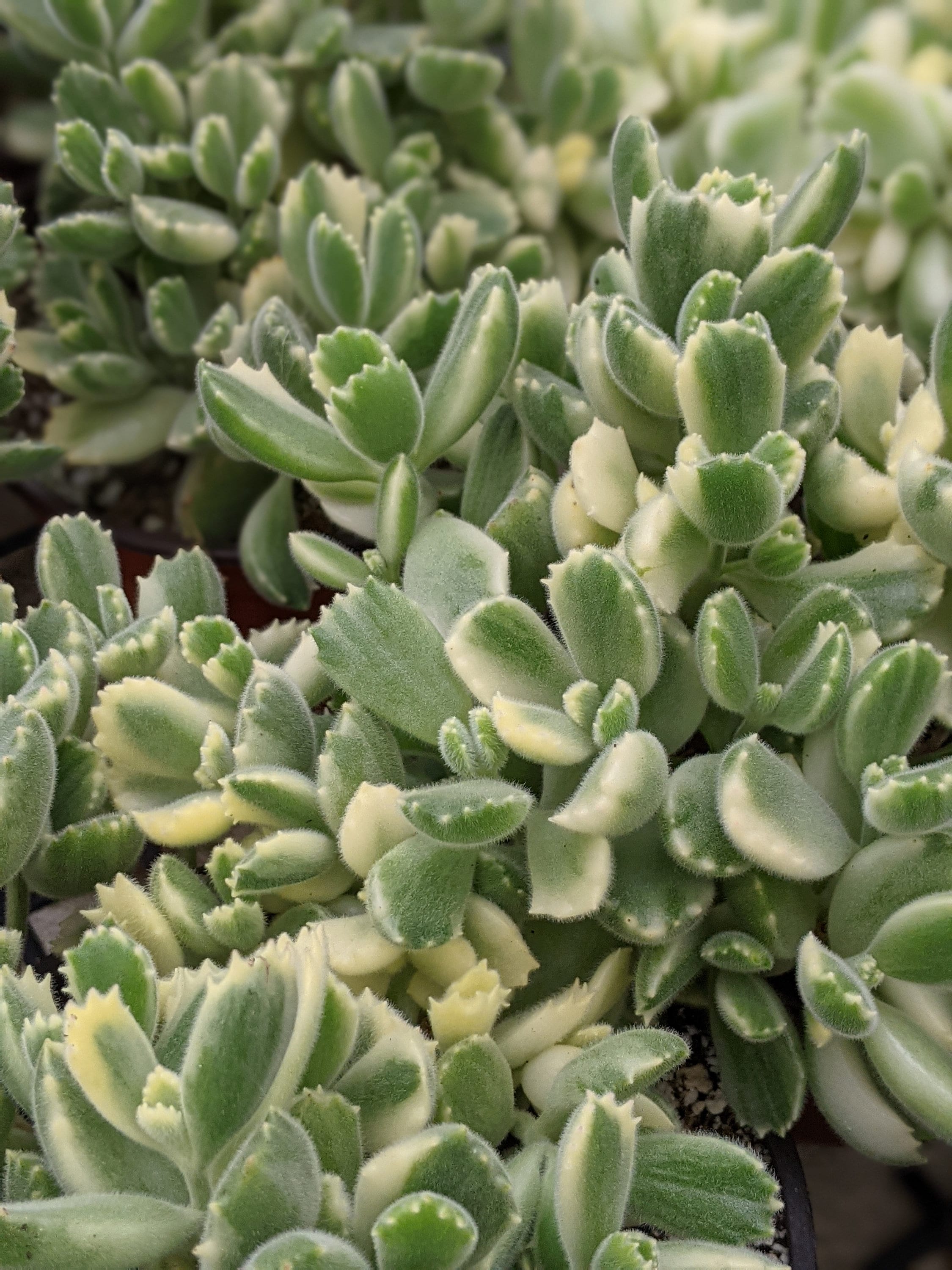 2.5" Variegated Bear Paw Succulent: Cotyledon Tomentosa