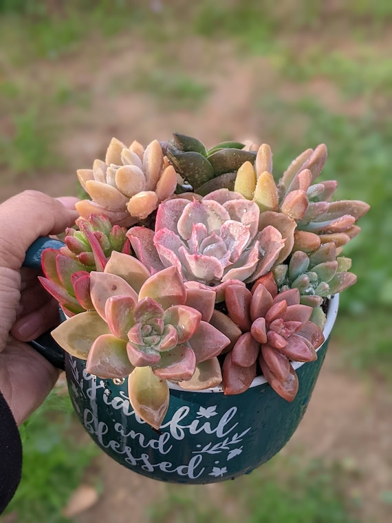 Colorful Succulent Cuttings: DIY Floral Arrangement Starter Kit - Etsy