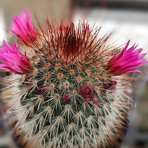 Mammillaria Spinosissima, 2.5&quot;