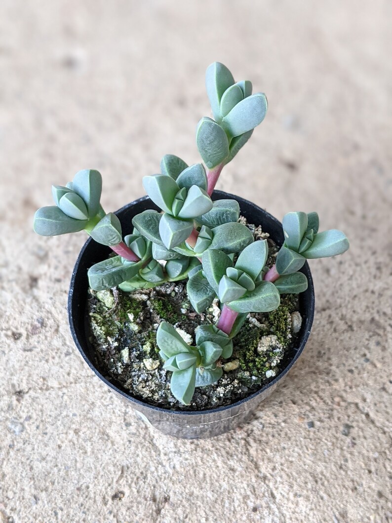 Beads Lampranthus Mimicrybraunsia Maximiliani Succulent | Etsy