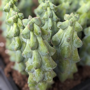 Myrtillocactus Geometrizans 'Fukurokuryuzinboku', Boobie Cactus, regalo amante de las plantas, planta de cactus, planta de cactus