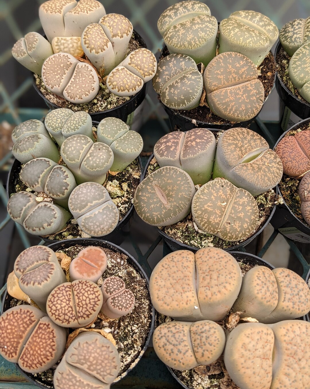 Lithops living Stones,potted Lithops, 2.5 Inches Pot,butt Plants Etsy