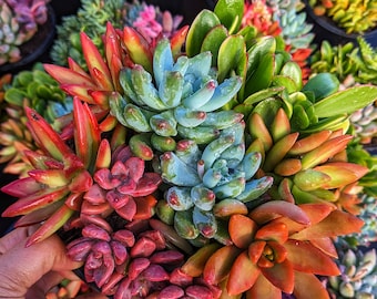 Premium colorful succulent mix, bright succulent, live succulent plant, diy arrangement