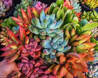 Premium Colorful Succulent Mix, Bright Succulent, Live Succulent Plant, Diy  Arrangement - Etsy