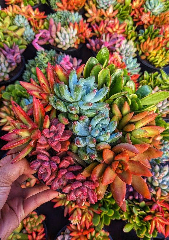 Premium Colorful Succulent Mix, Bright Succulent, Live Succulent Plant, Diy  Arrangement - Etsy