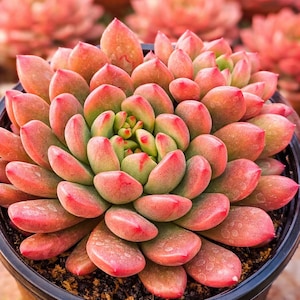 Sedeveria pink ruby succulent, fairy garden plant, live succulent plant