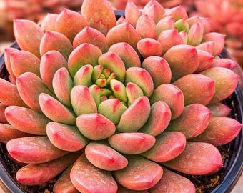 Sedeveria pink ruby succulent, fairy garden plant, live succulent plant