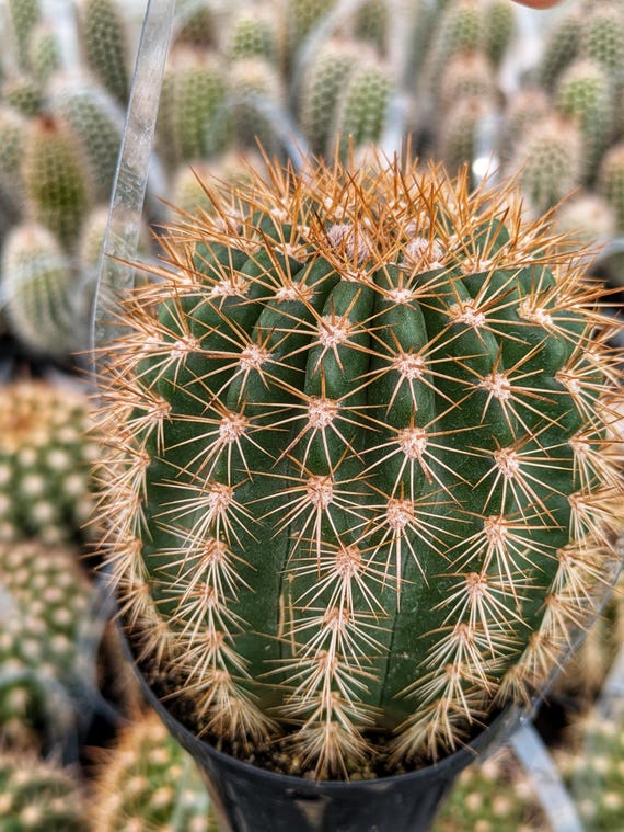 Trichocereus Grandiflorus Cactus, Rare Flowering Garden Plant - Etsy Israel
