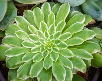 Aeonium emerald ice, 4" succulent, rare succulent, colorful succulent, aeonium collection, aeonium succulent plant