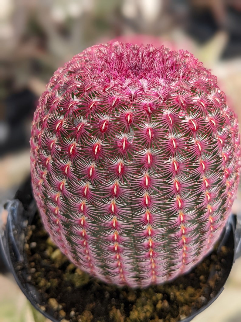 Rainbow Hedgehog Cactus: Echinocereus Rigidissimus Live Plant