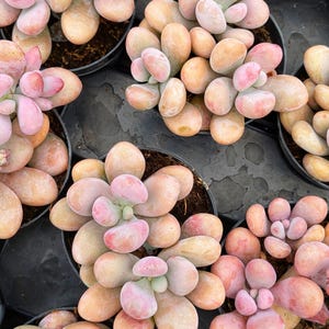 Pink moonstone Succulent,pachyphytum oviferum, 2.5&quot;, pink succulent,small plant