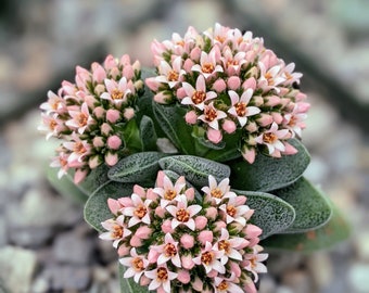 Crassula Morgan's beauty,house plant, live succulent plant, flowering succulent