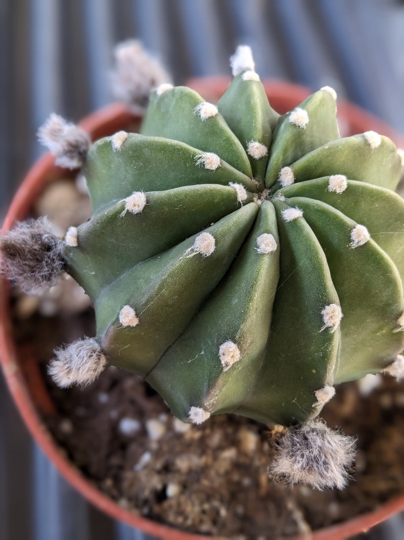 Echinopsis subdenudata,easter lily cactus,dominos cactus, flowering cactus image 7