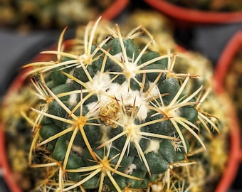 Coryphantha elephantidens, 4", Live Cactus Plant, Small Cactus, House Plant, Succulent, indoor Plant