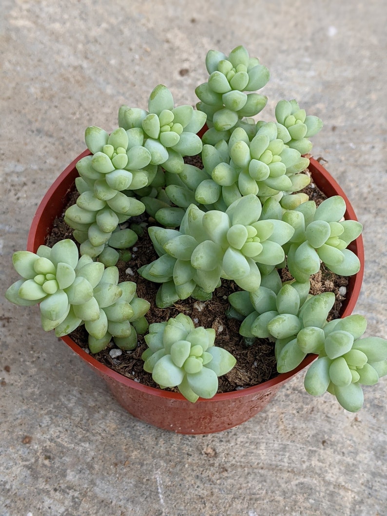 SEDUM MORGANIANUM 'BURRITO',burros tail, donkey tail succulent, live plant, hanging plant, house plant, indoor plant, succulent image 3