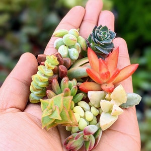 10 Rainbow Succulent Cuttings, Small Plant Mix
